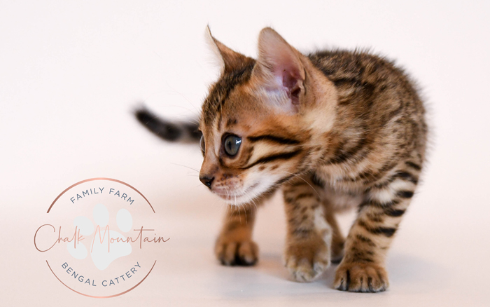 Bengal kitten for sale